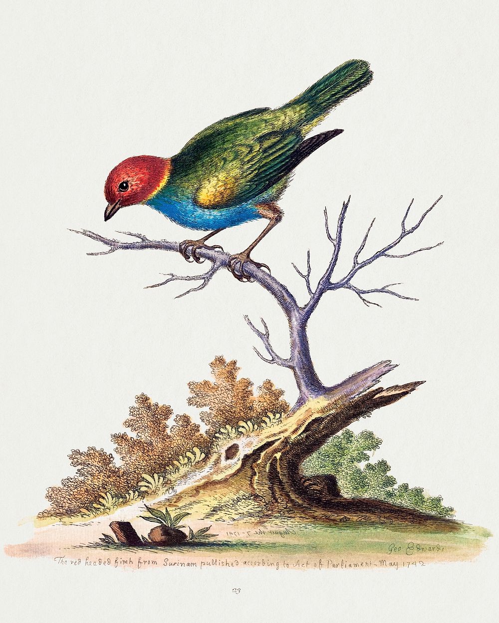 The Red-Headed Finch from Surinam (1741) print in high resolution by George Edwards. Original from The National Gallery of…