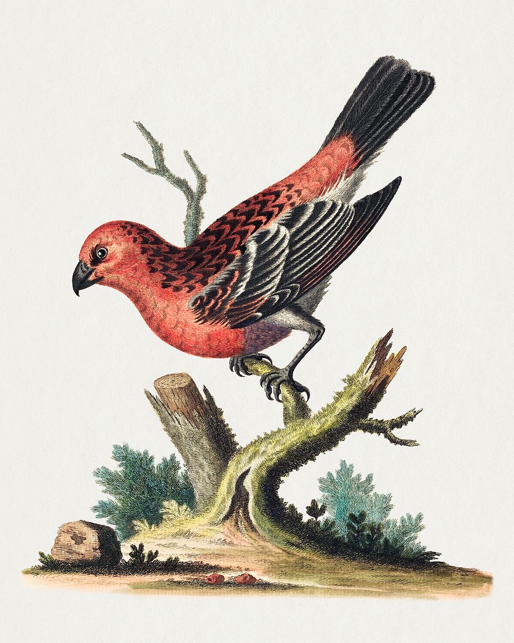 Red and Black Bird (1743-1751) print in high resolution by George Edwards. Original from The National Gallery of Art.…