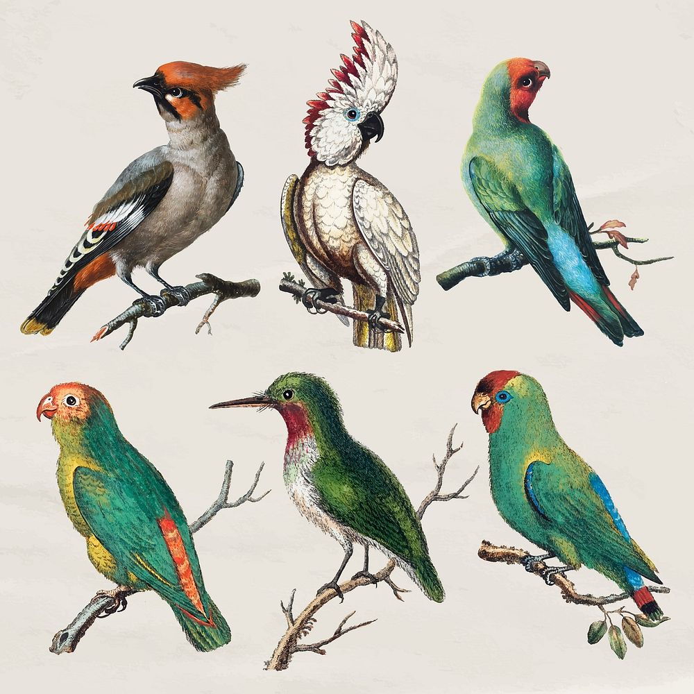 Bird collage element, vintage collage element design vector set
