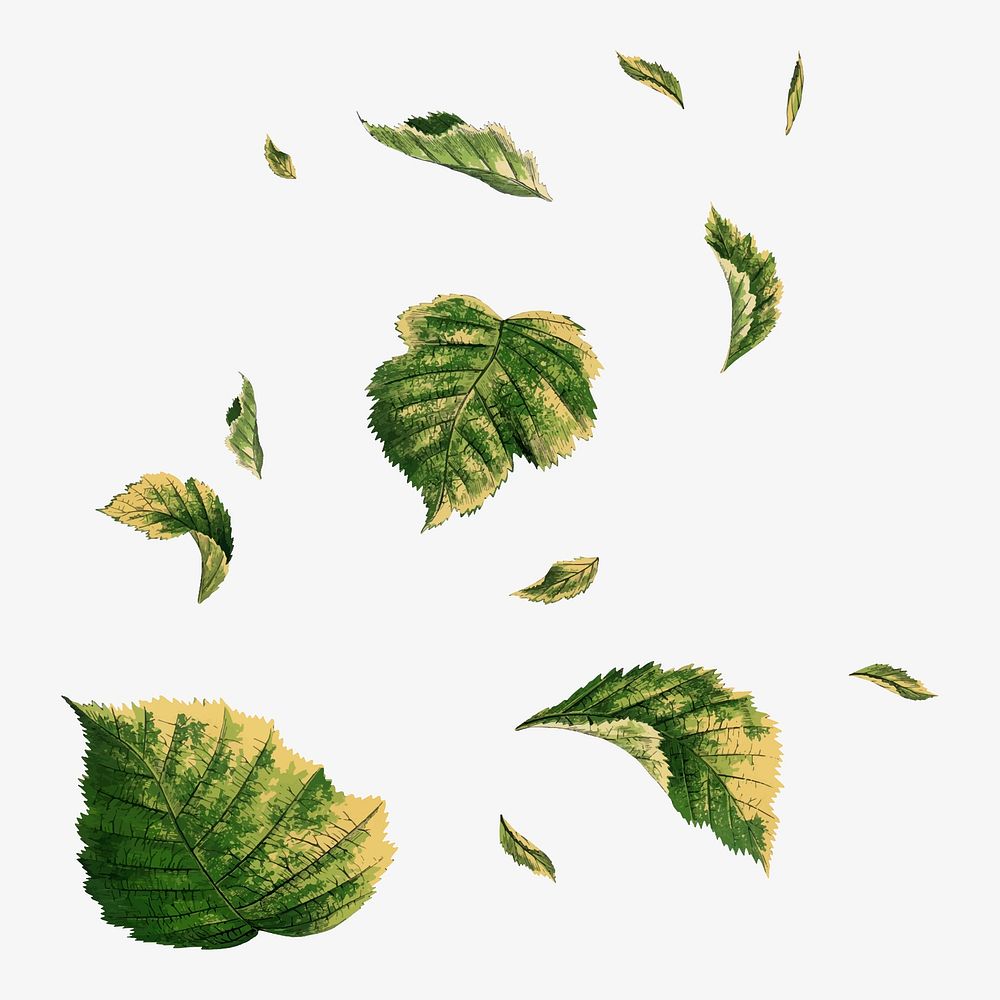 Falling leaves collage element, botanical nature illustration vector