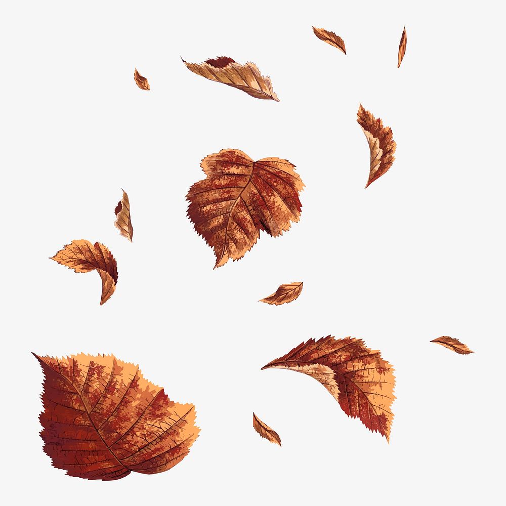 Falling brown leaves collage element, botanical nature illustration vector