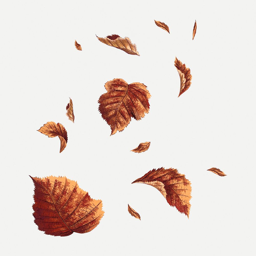 Falling brown leaves collage element, botanical nature illustration psd
