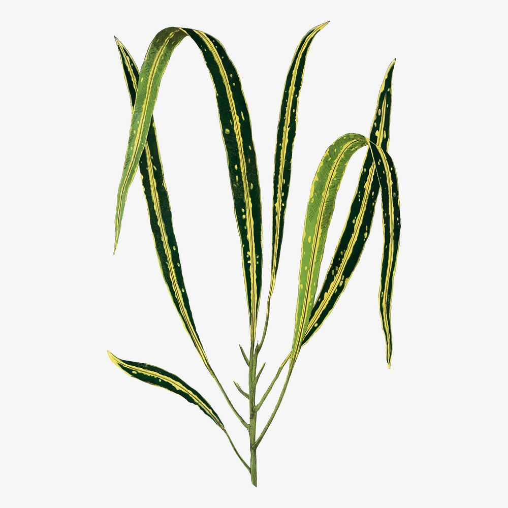 Croton leaf vintage illustration, green nature graphic vector