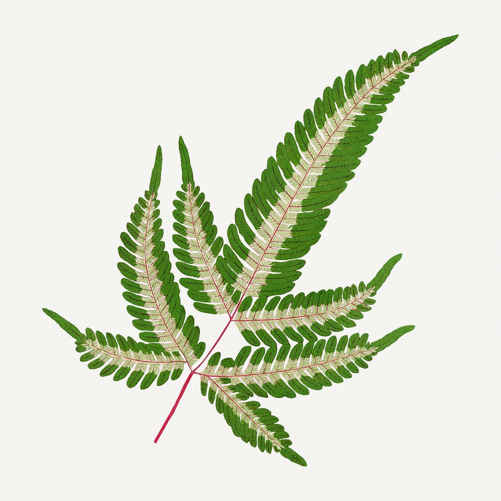 Fern leaf vintage illustration, green nature graphic