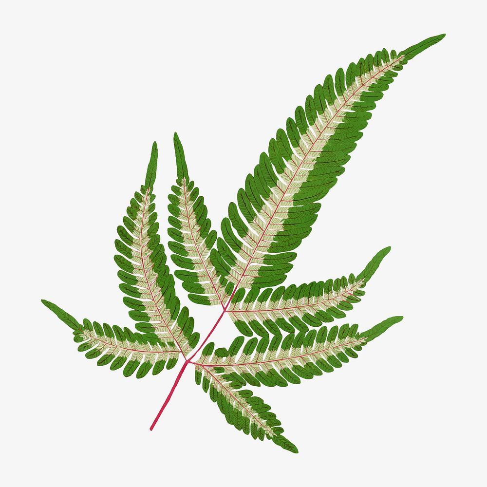 Fern leaf vintage illustration, green | Premium Vector Illustration ...