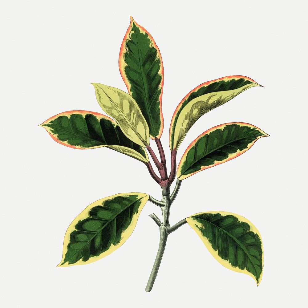 Hoya leaf vintage illustration, green nature graphic psd