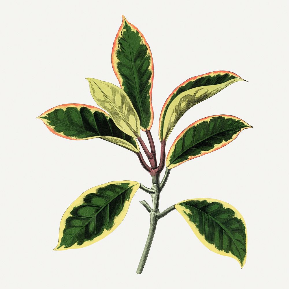 Hoya leaf vintage illustration, green nature graphic