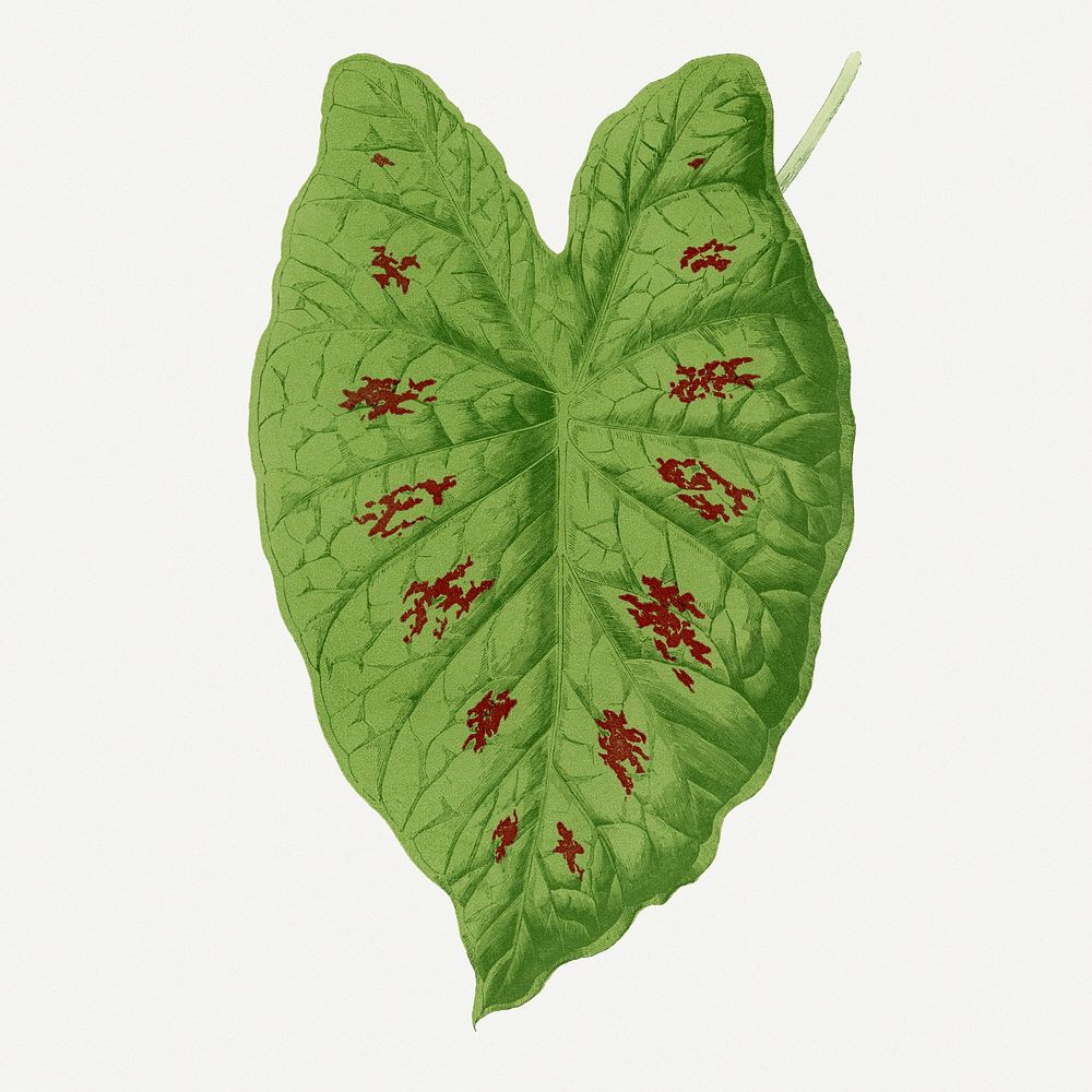 Caladium leaf vintage illustration, green nature graphic