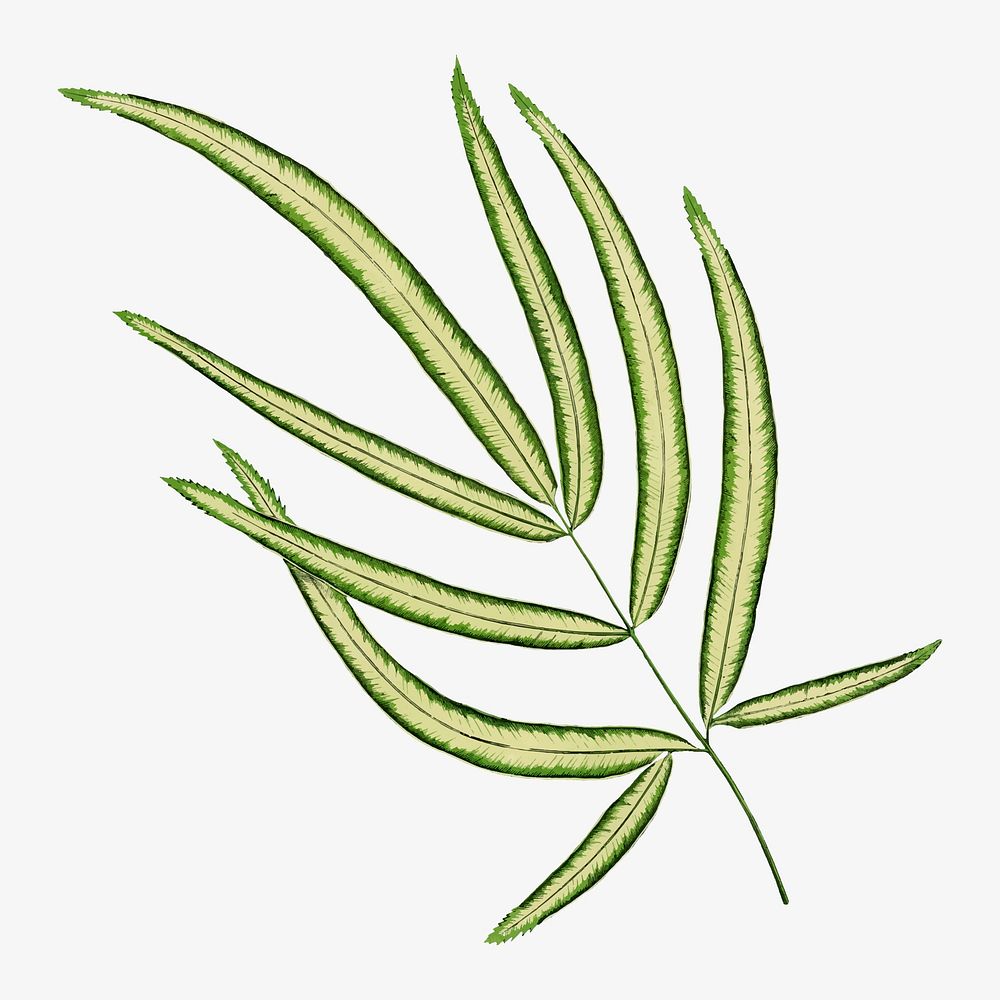 Pteris Cretica leaf vintage illustration, green nature graphic vector