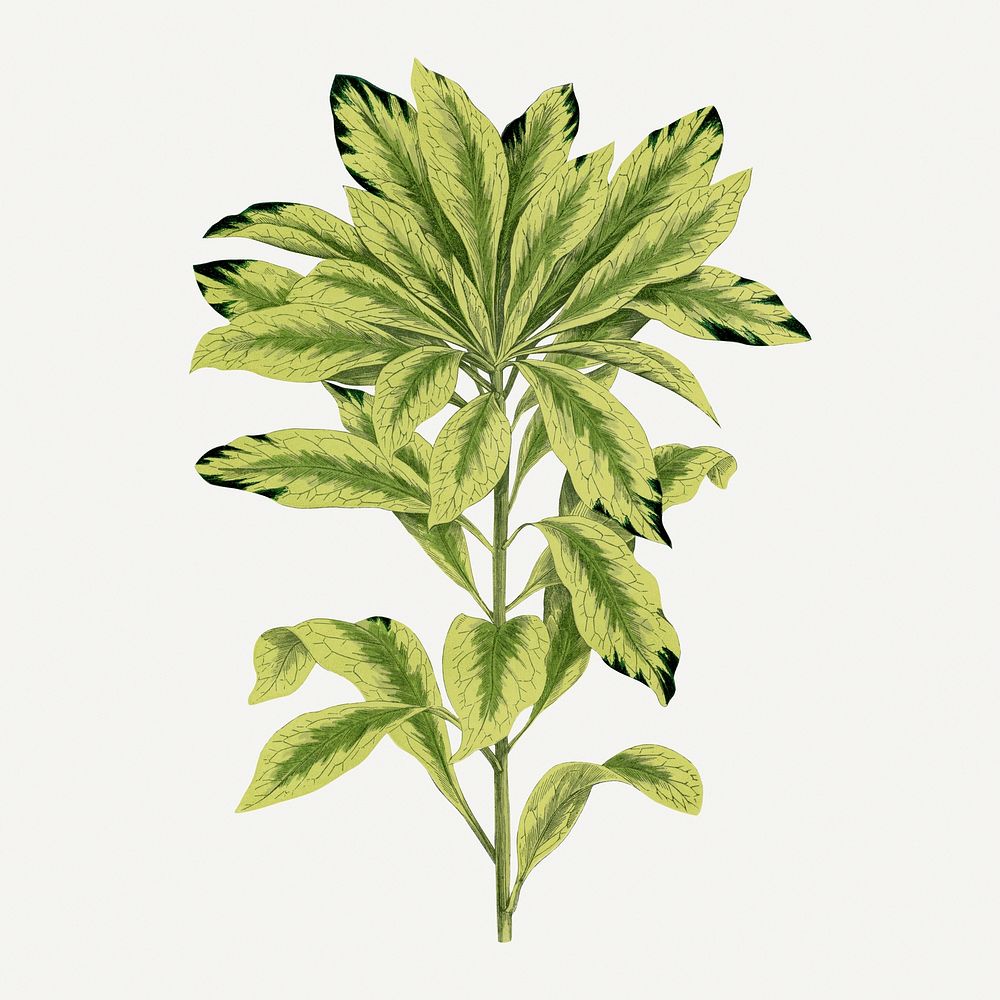 Daphne leaf vintage illustration, green nature graphic