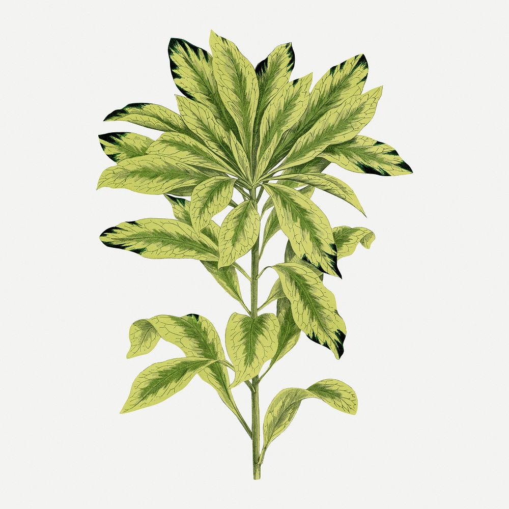 Daphne leaf vintage illustration, green nature graphic psd