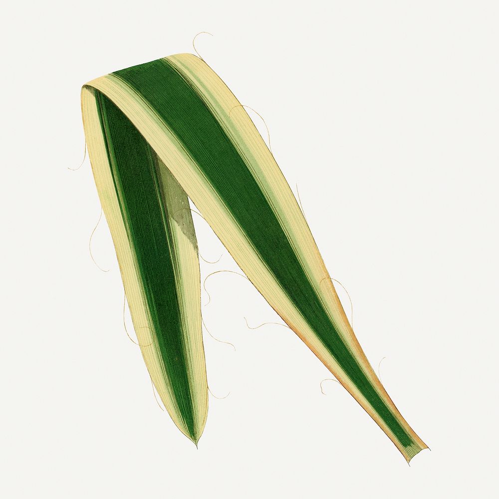 Green leaf graphic, botanical illustration