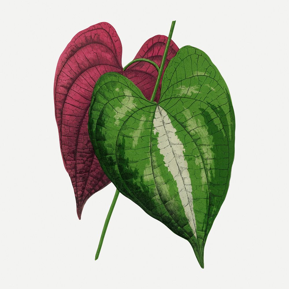 Dioscorea leaf vintage illustration, green nature graphic psd
