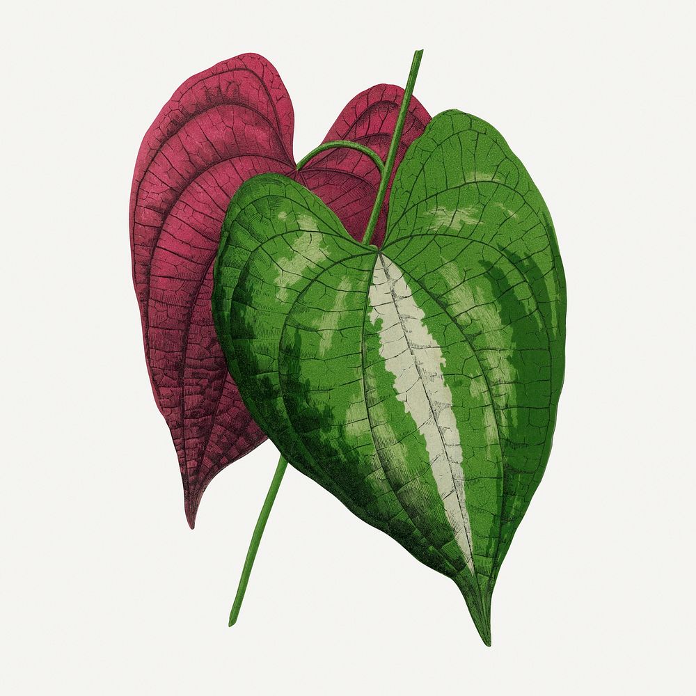 Dioscorea leaf vintage illustration, green nature graphic