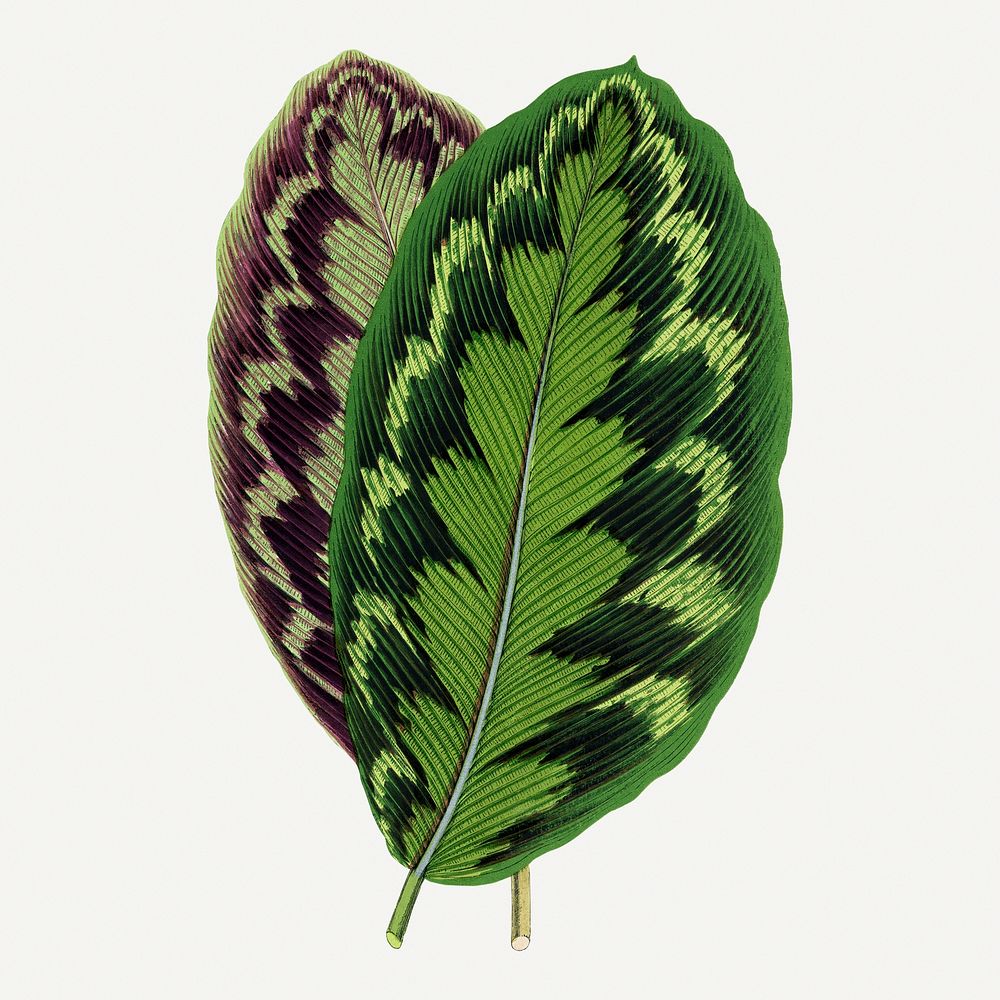 Leaf graphic, botanical illustration