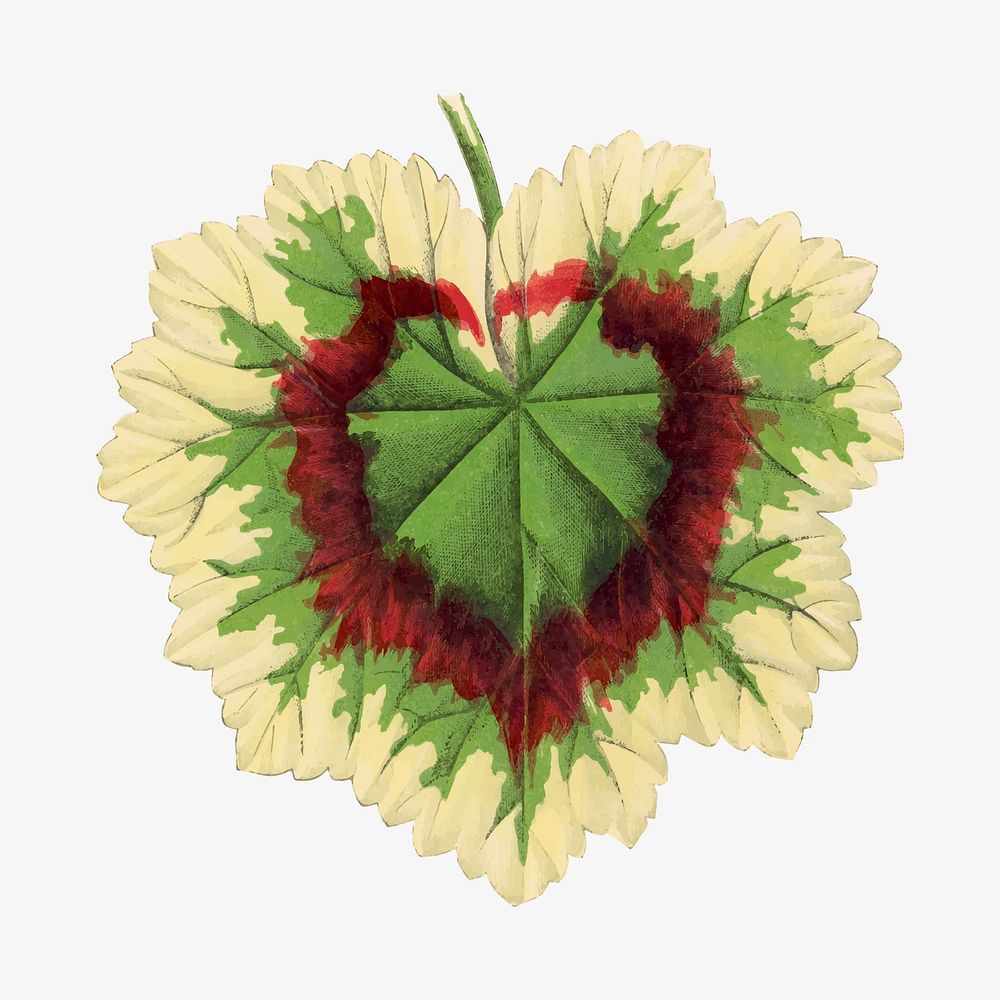 Green leaf collage element, botanical illustration vector