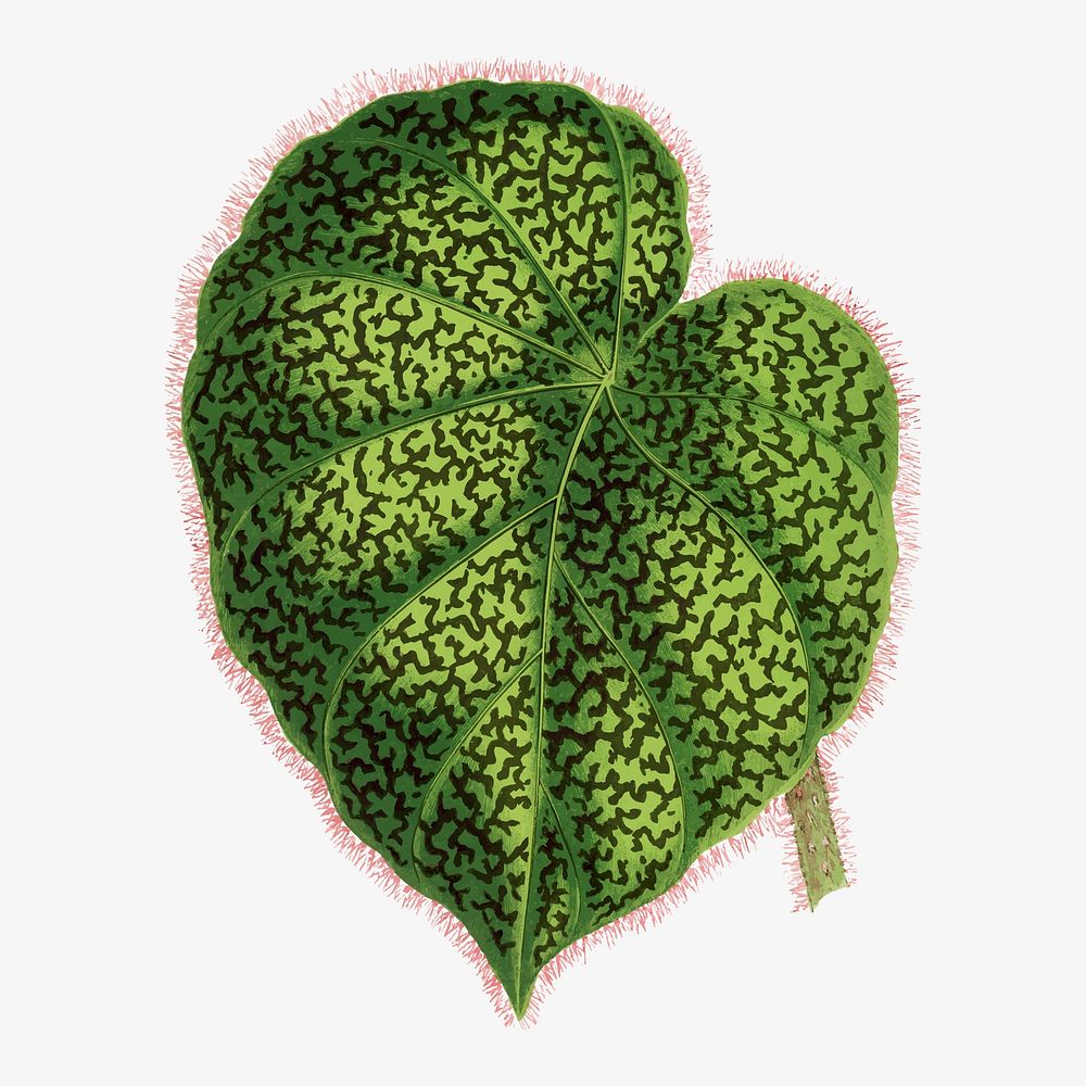 Begonia leaf vintage illustration, green nature graphic vector