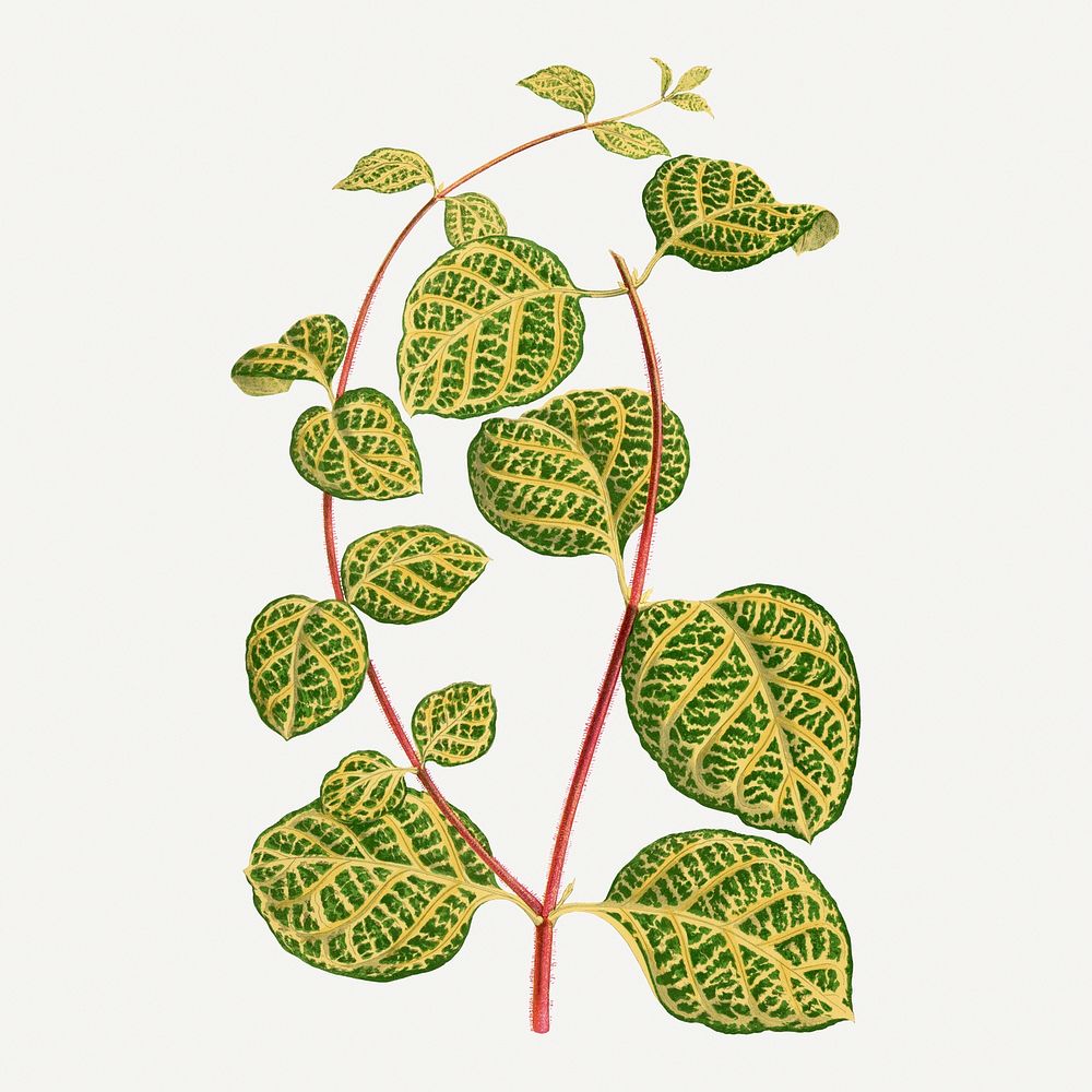 Leaf graphic, botanical illustration