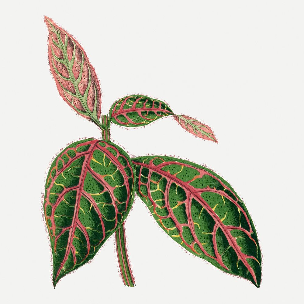 Eranthemum leaf vintage illustration, green nature graphic psd
