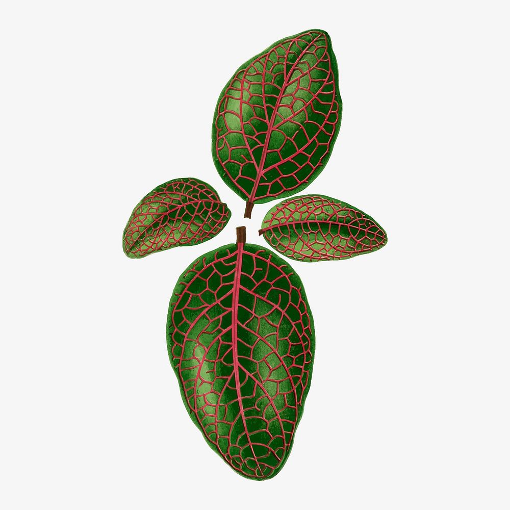 Nerve plant leaf vintage illustration, green nature graphic vector