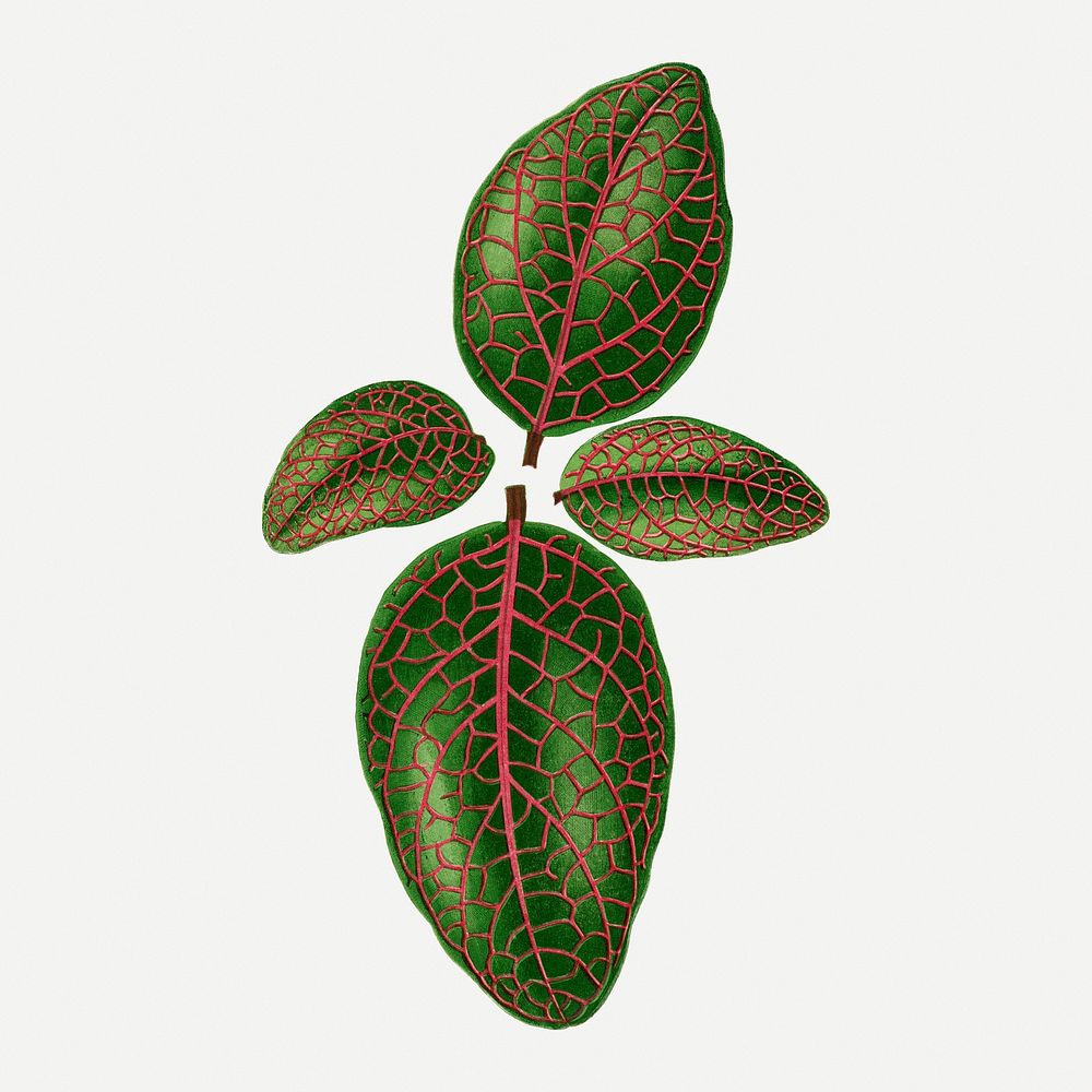 Nerve plant leaf vintage illustration, green nature graphic psd
