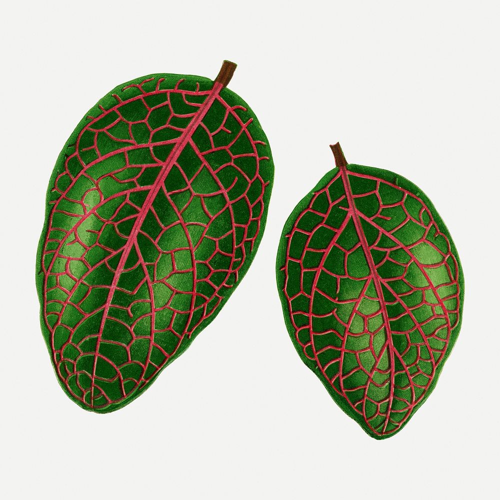Nerve plant leaf vintage illustration, green nature graphic psd