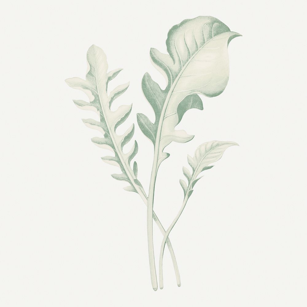 Leaf graphic, botanical illustration