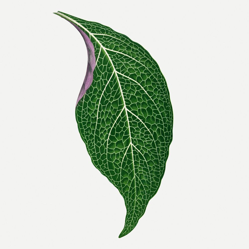 Green leaf collage element, botanical illustration psd