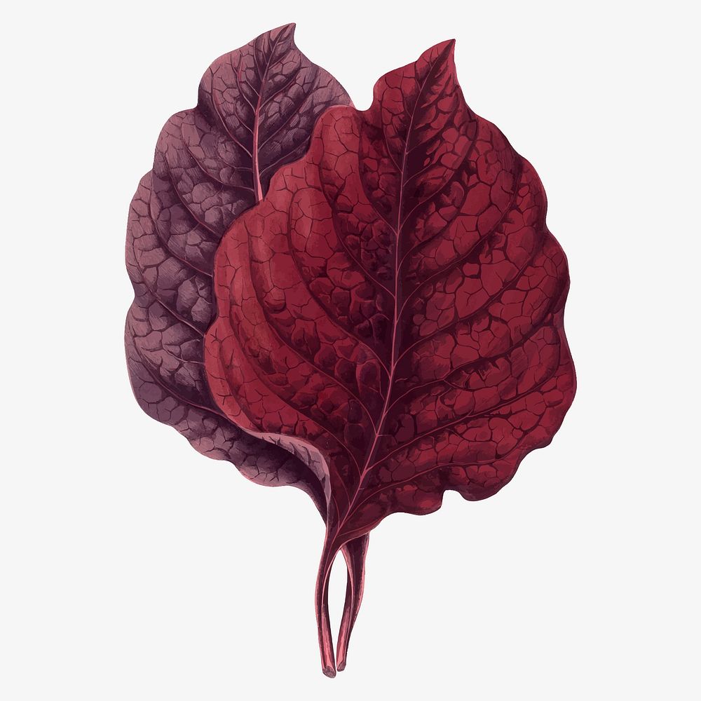 Amarantus leaf vintage illustration, purple nature graphic vector