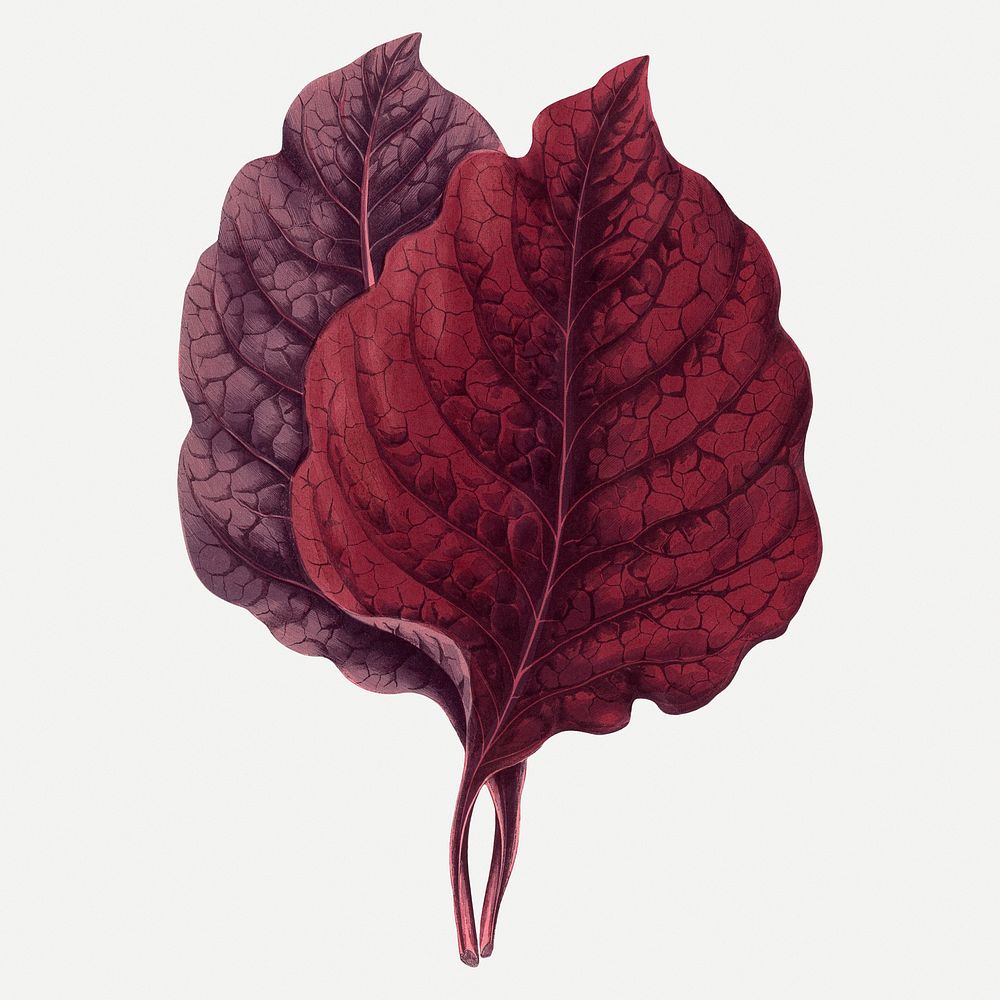 Amarantus leaf vintage illustration, purple nature graphic psd