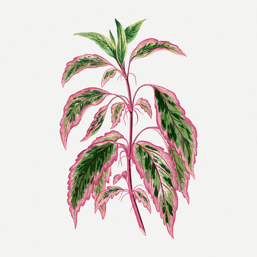 Hibiscus leaf vintage illustration, green nature graphic psd