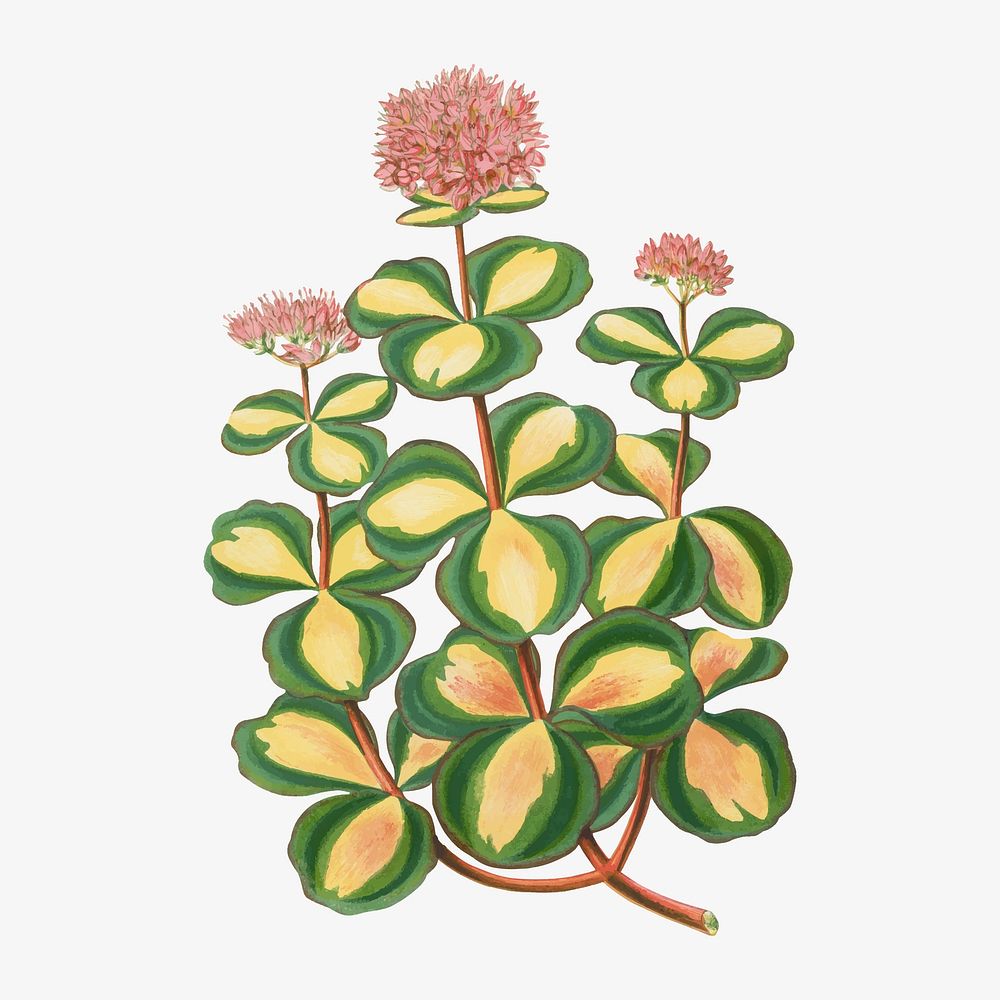 Stonecrop leaf vintage illustration, green nature graphic vector