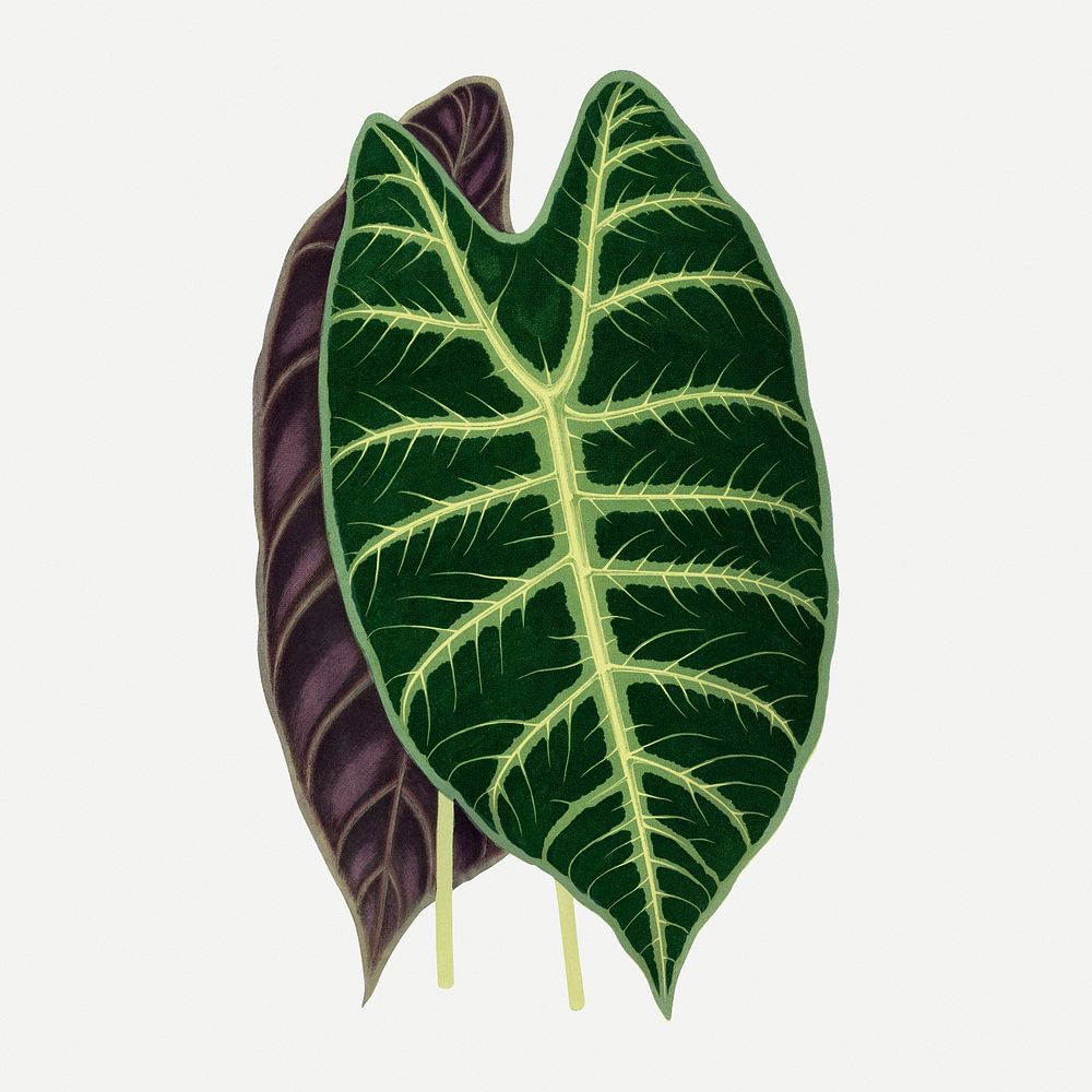 Alocasia leaf vintage illustration, green nature graphic psd