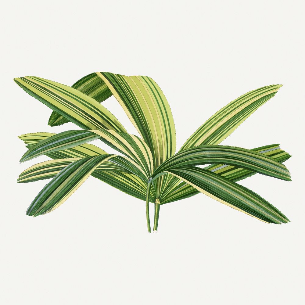 Broadleaf lady palm graphic, botanical illustration