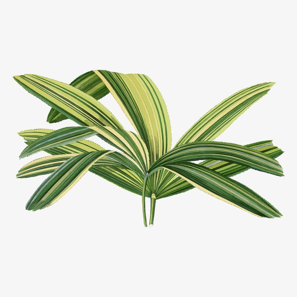 Broadleaf lady palm vintage illustration, green nature graphic vector
