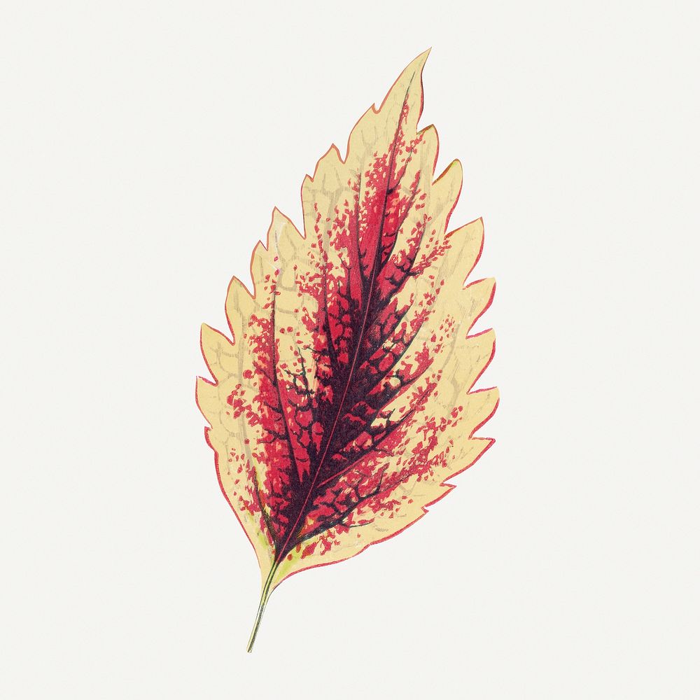 Pink leaf illustration, aesthetic nature graphic