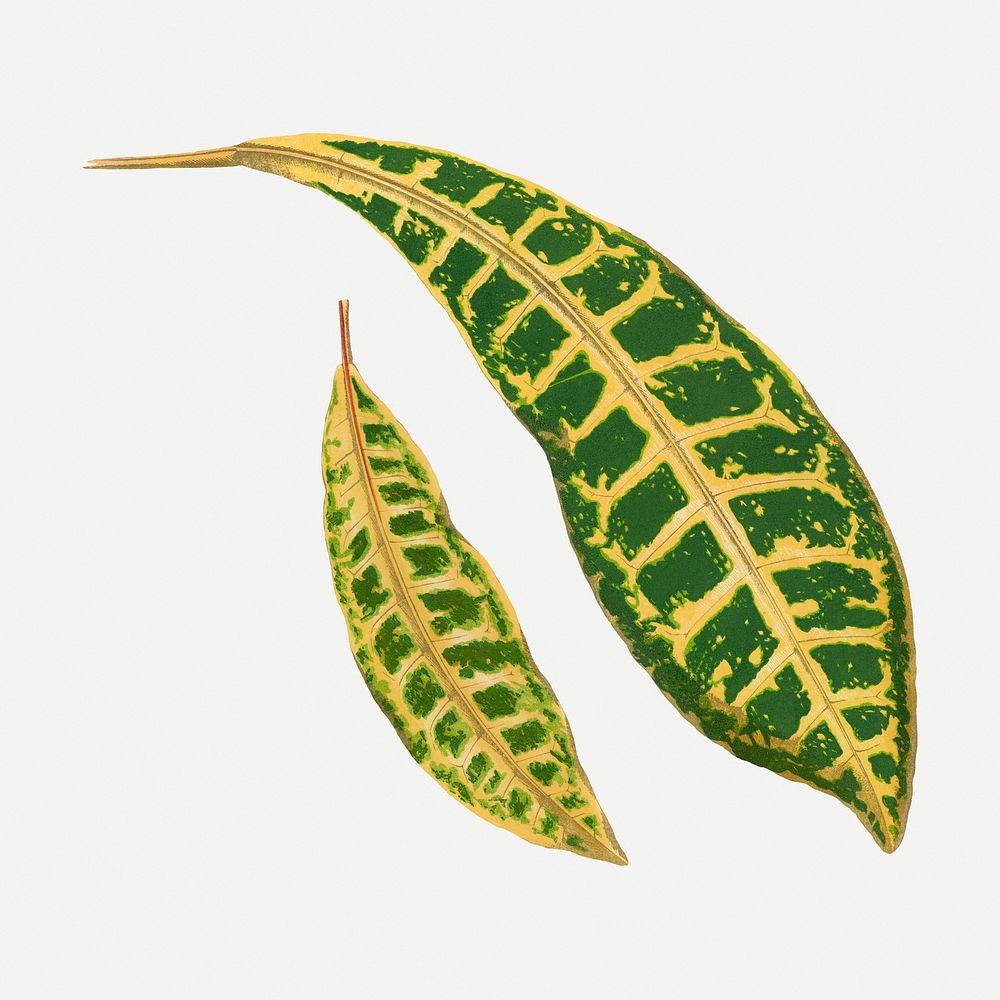 Croton leaf vintage illustration, green nature graphic psd