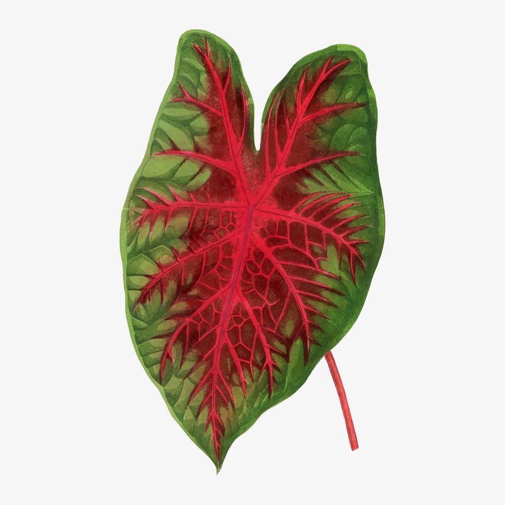 Caladium leaf vintage illustration, green nature graphic vector