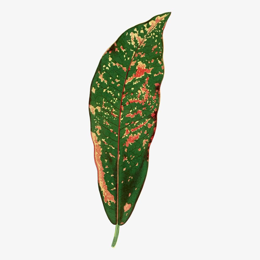 Croton leaf vintage illustration, green nature graphic vector