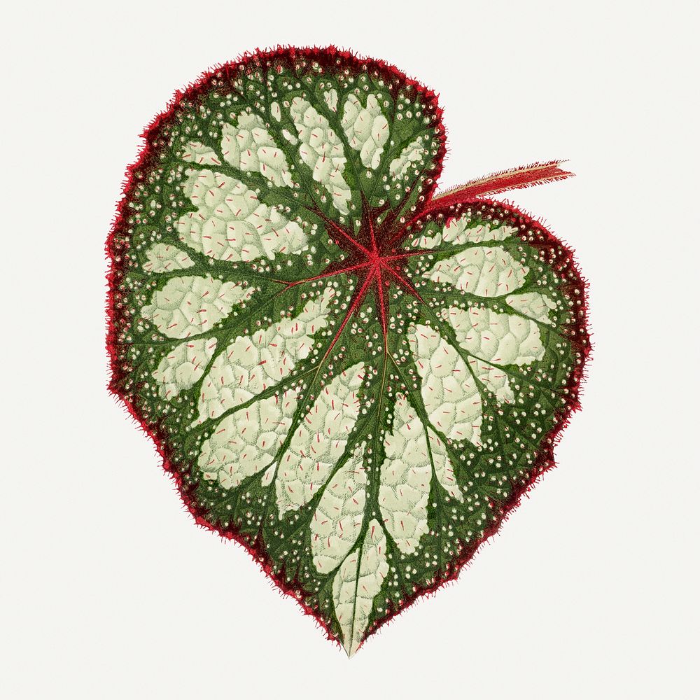 Begonia leaf vintage illustration, green nature graphic