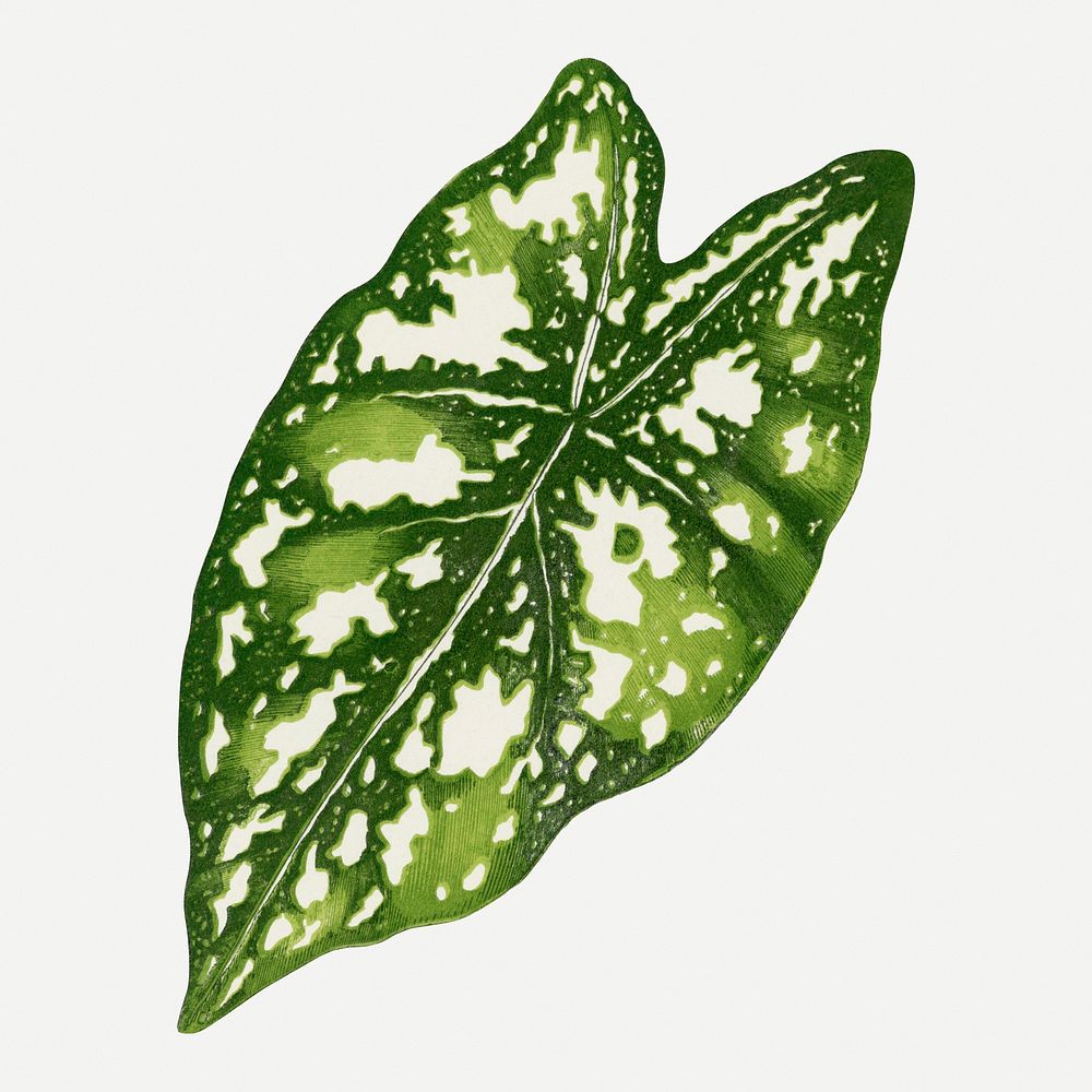 Caladium leaf vintage illustration, green nature graphic psd