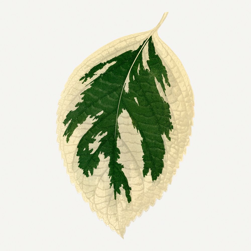 Hydrangea leaf vintage illustration, green nature graphic