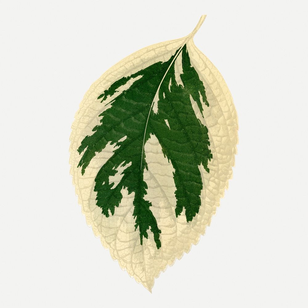 Hydrangea leaf vintage illustration, green nature graphic psd