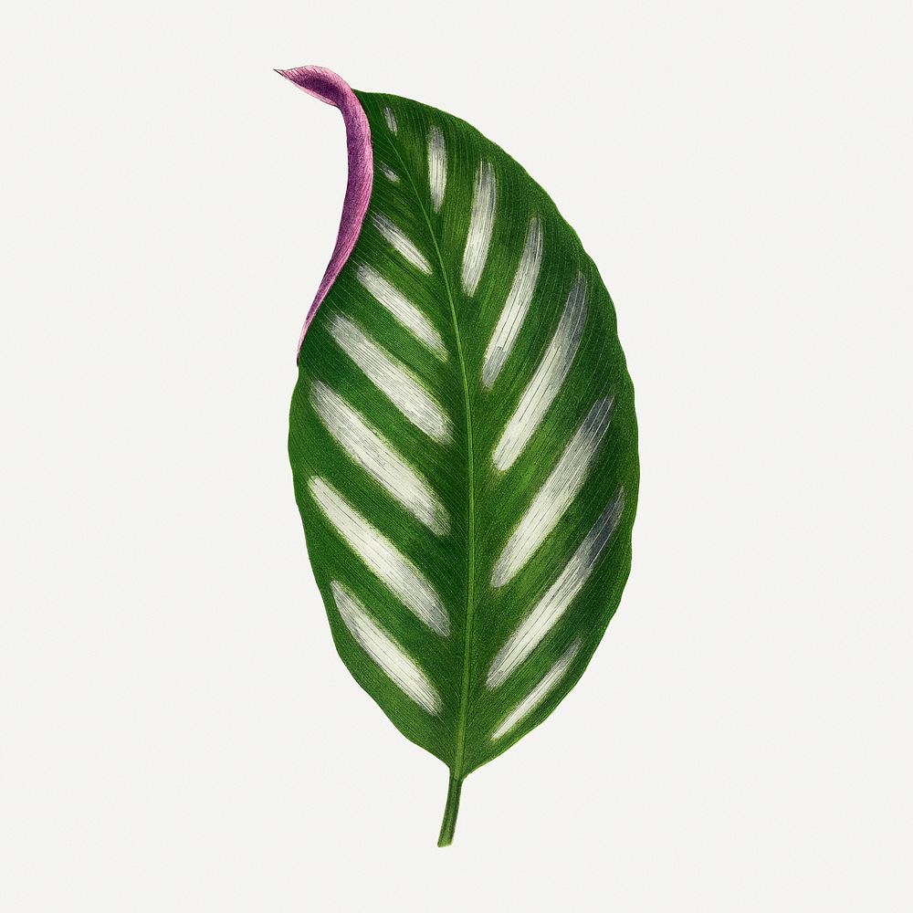Maranta leaf vintage illustration, green nature graphic