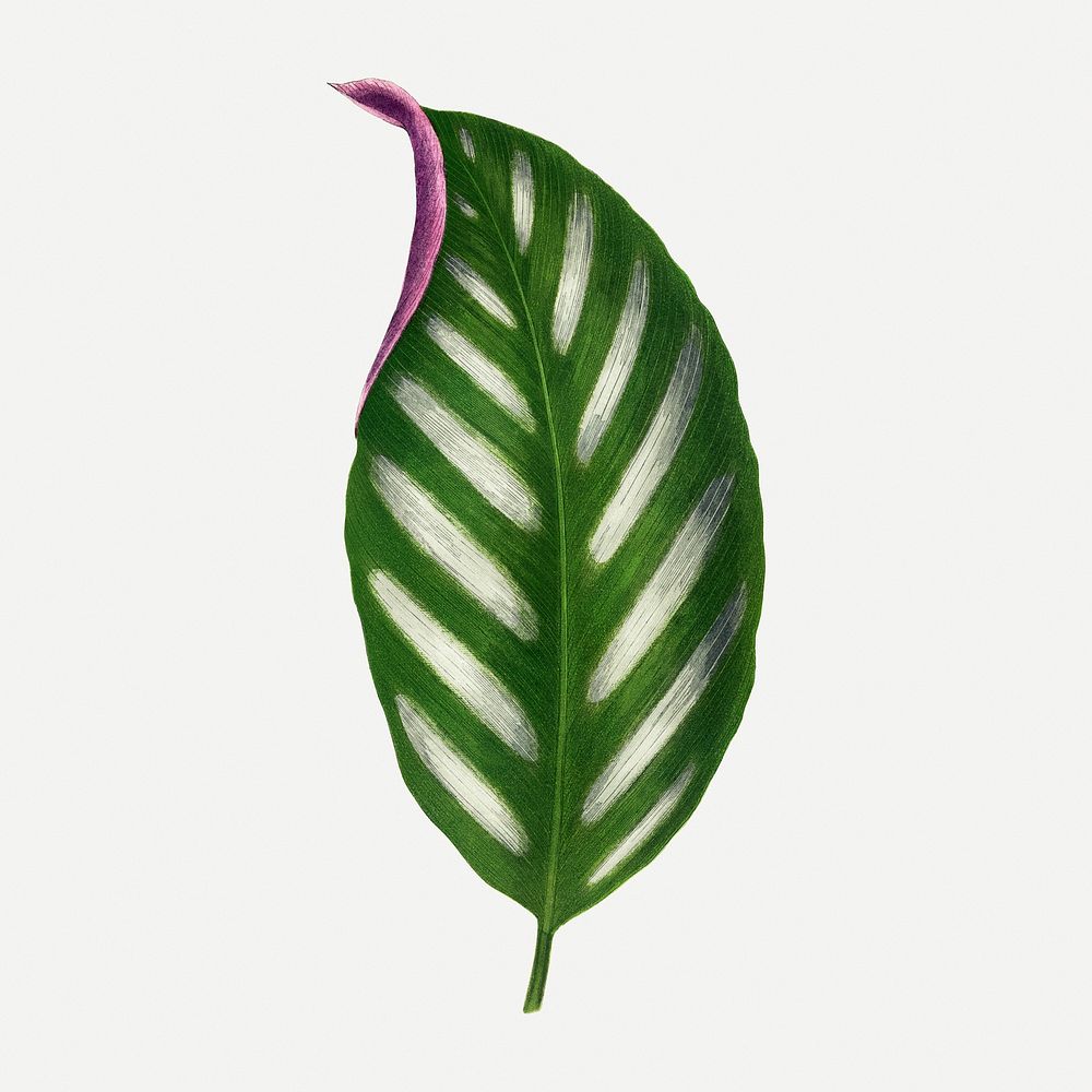 Green leaf collage element, botanical illustration psd