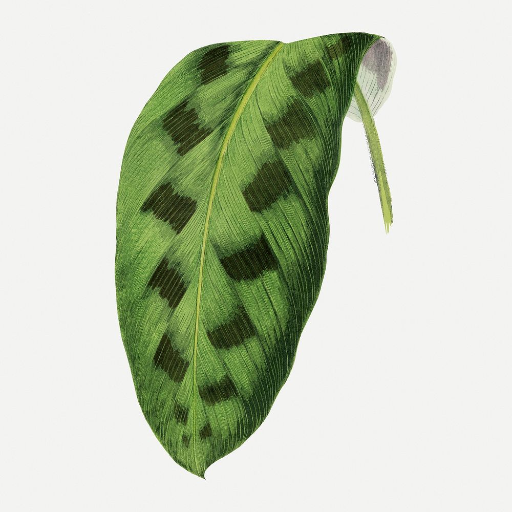 Green leaf collage element, botanical illustration psd