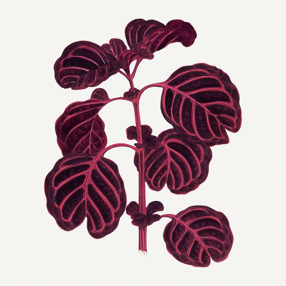 Pink leaf illustration, aesthetic nature graphic
