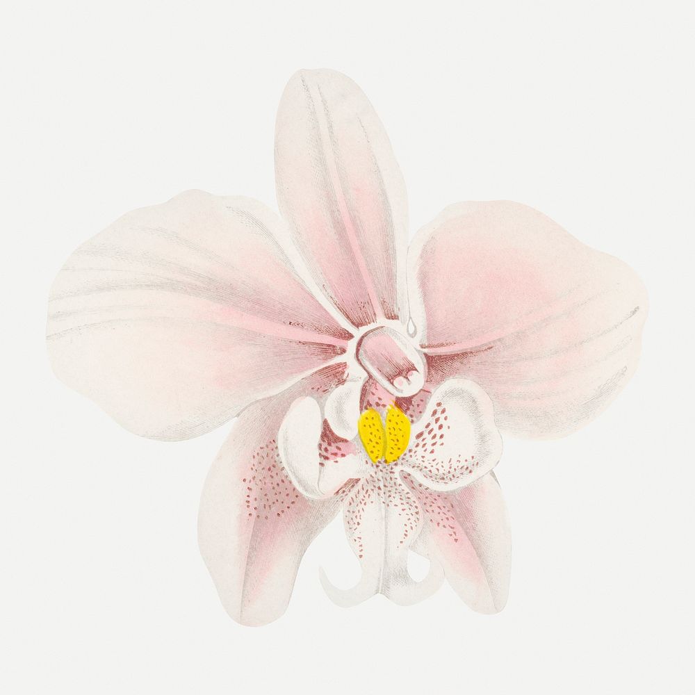 Pink orchid illustration, aesthetic floral graphic psd