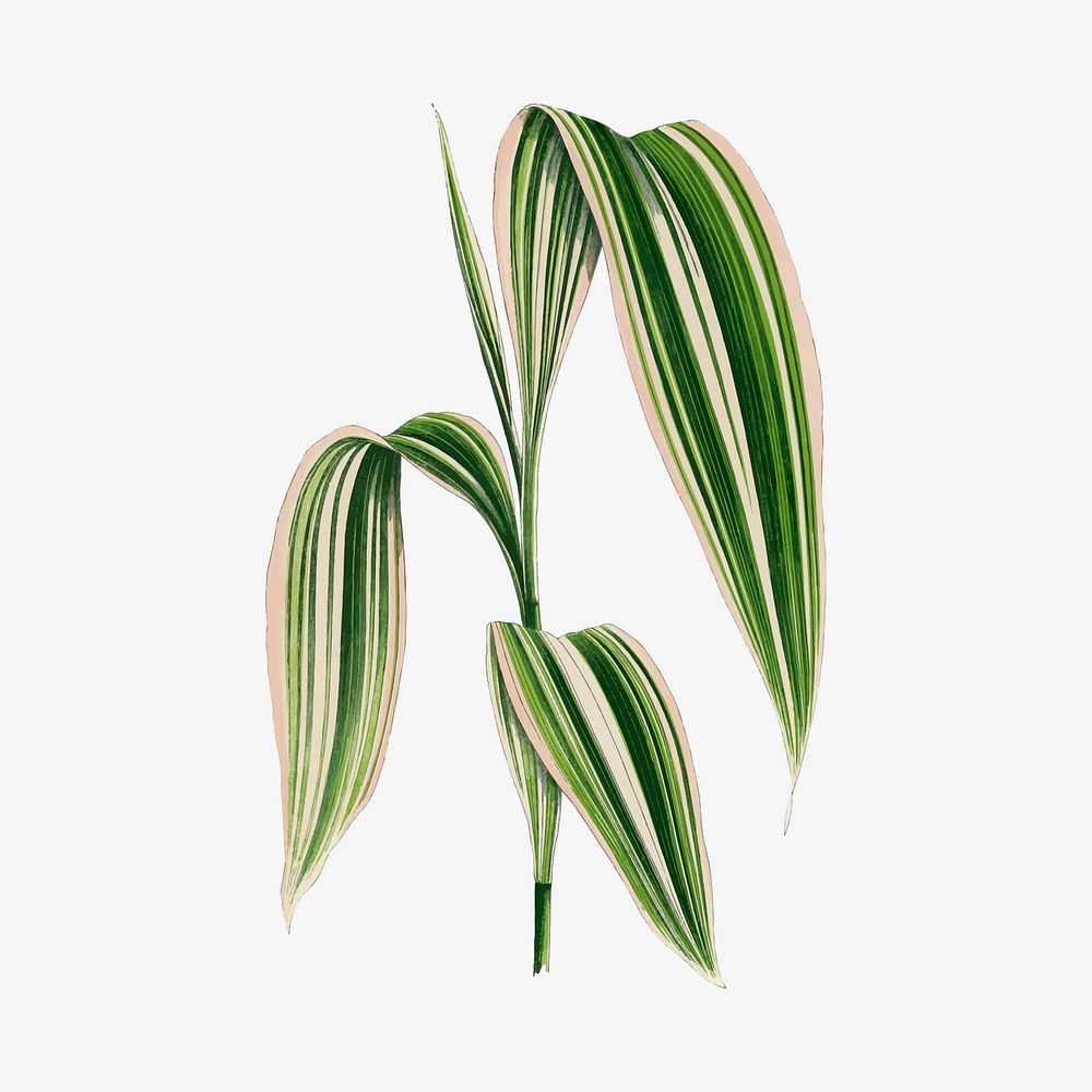 Green leaf collage element, botanical illustration vector