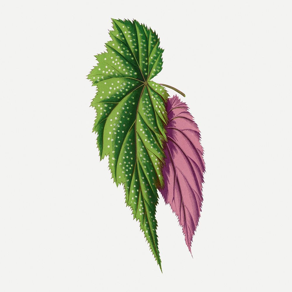 Begonia leaf vintage illustration, green nature graphic psd
